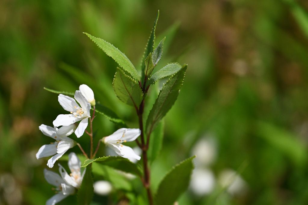 2025-06169006 Acton Arboretum, MA.JPG